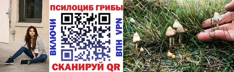купить цена Арск Галлюциногенные грибы GOLDEN TEACHER